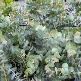 Silver Dollar Untreated Eucalyptus Seeds