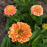 Benary's Giant Salmon Rose Untreated Zinnia Seeds, Award Winning Variety, Attract Pollinators