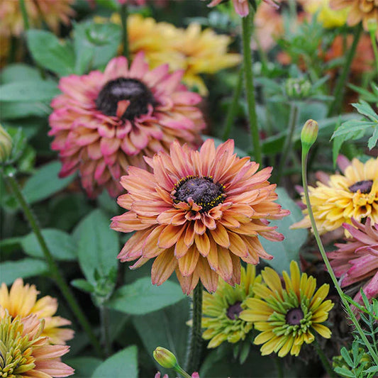 Caramel Mix Untreated Rudbeckia SEEDS,long blooming, attracts polinators,heat tolerant, bouquet flowers