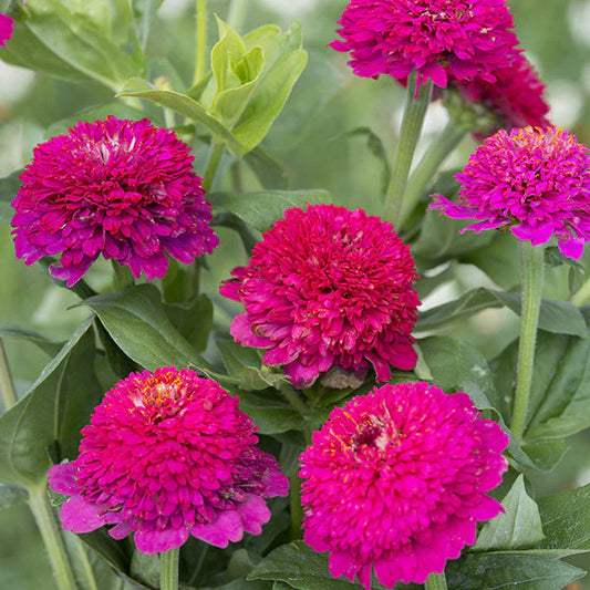 Cresto! Violet Untreated Zinnia Seeds, Cut Flowers, Year-round blooms, East to grow