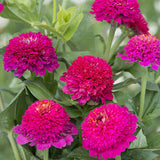 Cresto! Violet Untreated Zinnia Seeds, Cut Flowers, Year-round blooms, East to grow