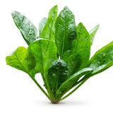 Amador Spinach Seeds, for salads, smoothies, cooking