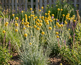 Craspedia Seeds, Billy Ball Seeds, Container-friendly Garden