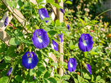 Butterfly Pea Seeds, edible, flowers used for teas,