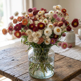 King Strawflower Mix Seeds