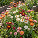 King Strawflower Mix Seeds