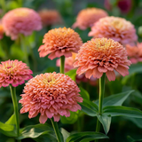 Cresto! Peachy Pink, Untreated