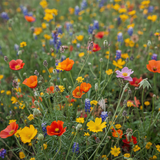 Texas Wildflower Mix (Seeds)