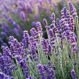 Blue Scent Lavender Seeds
