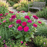 Cresto! Violet Untreated Zinnia Seeds, Cut Flowers, Year-round blooms, East to grow
