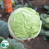 Organic Farao Cabbage Seeds