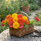 Zinnia Fruity Beauty Seed Mix Untreated
