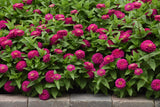 Zesty Fuchsia Zinnia seeds