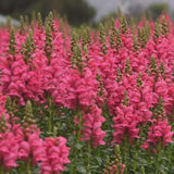 Potomac Dark Pink Untreated Snapdragon Seeds