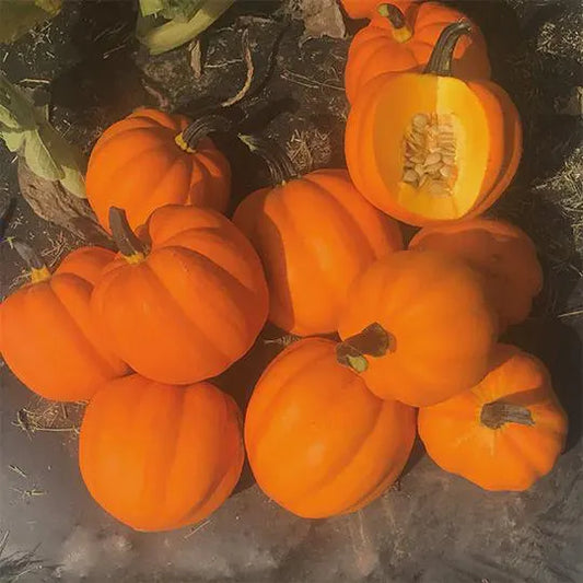 Goldilocks f1 Untreated/Hybrid/Vegetable/Fall Vegetable Squash seeds