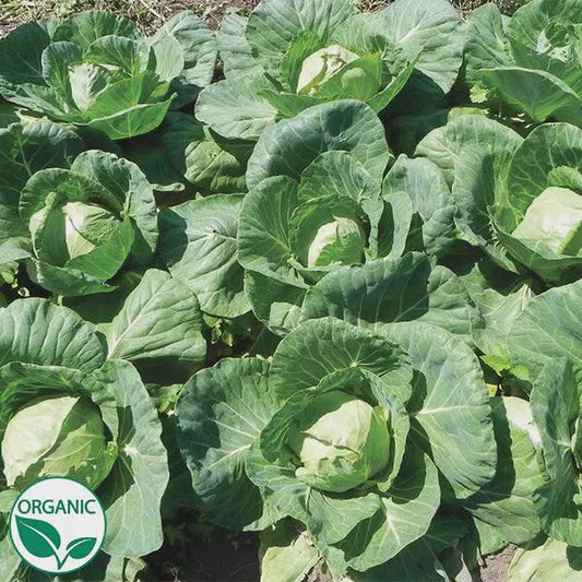 Farao F1 Organic Cabbage seeds