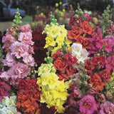 Madame Butterfly Mix Untreated Snapdragon Seeds