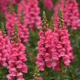 Potomac Dark Pink Untreated Snapdragon Seeds