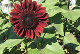 ProCut Red (F1), Single-head Sunflower Seeds, floral arrangements, Bridal Bouquets, Wedding Flowers