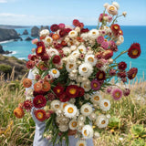 King Strawflower Mix Seeds