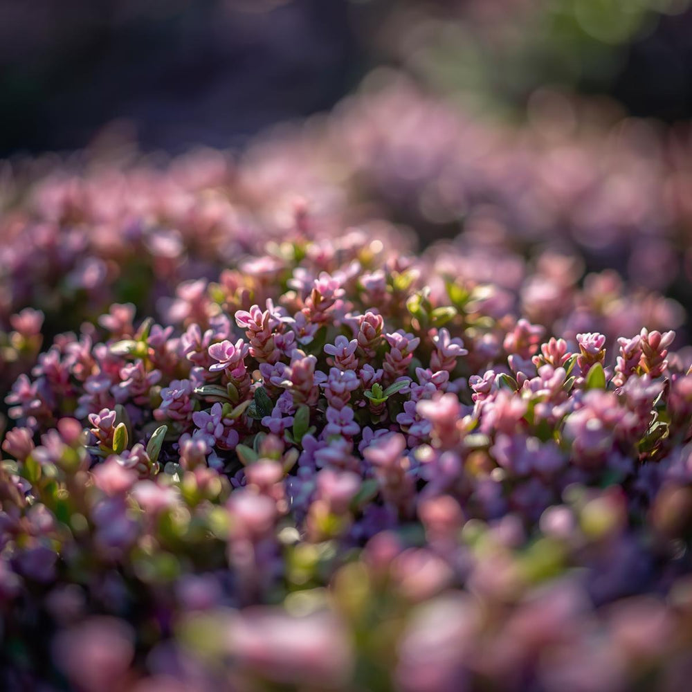 Creeping Thyme Seeds