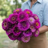 Benary's Giant Purple Seeds