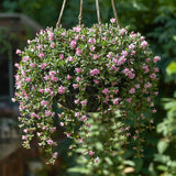 Creeping Thyme Seeds