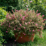 Creeping Thyme Seeds