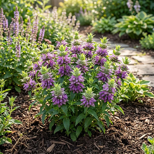 Lemon MInt Minarda Seeds, Bee Balm, Lavender Blooms, Citrus Scented, Horsemint, Blooms edible, leaves edible