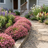 Wonderland Deep Rose Alyssum, Mounding, Hanging Basket, Foreground Flowers, Fast-grower