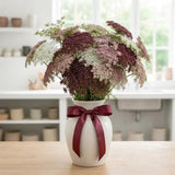 Purple Kisses Ammi Seeds, wedding flowers, cut flowers, big heads, continuous blooms