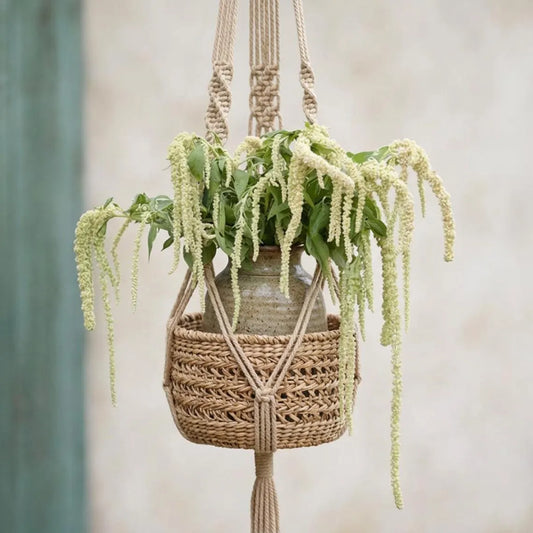 Green Tails Amaranthus Seeds, Bridal bouquet flowers, wreath flowers, windowsill arrangement