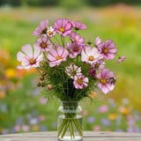 Candystripe Cosmos Seeds
