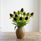 Green Wizard Rudbeckia Seeds, coned flowers, centerpieces, bouquets