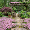 Creeping Thyme Seeds