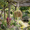 Mira Amaranthus Seeds, cottage gardens, pollinator gardens, dried flower arrangement, back drop plants