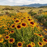 Gloriosa Daisy/Rudbeckia Seeds