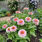Belize Dbl Pink Bicolor Zinnia Seeds, Non-Stop Blooms, Pollinator Garden