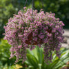 Creeping Thyme Seeds