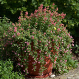 Creeping Thyme Seeds