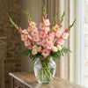 Priscilla Gladiolus Bulbs, Container flowers, Cut Flowers, Summer Blooms