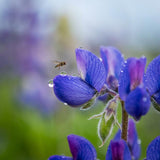Texas Bluebonnet Lupine Seeds, Meadow flowers, State flower, pollinator friendly, drought tolerant