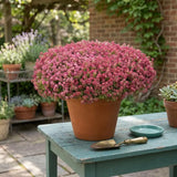 Wonderland Deep Rose Alyssum, Mounding, Hanging Basket, Foreground Flowers, Fast-grower