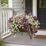 Wonderland Mix Alyssum, Container Garden, Border Flowers, Fast growing, Hardy Flowers