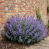 Mussinii Faassenii Nepeta Seeds, Drought Tolerant, pollinator friendly, fragrant foliage