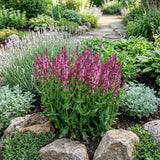 Salvia Rose Queen Seeds