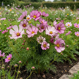Candystripe Cosmos Seeds