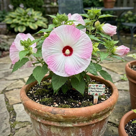 Swamp Rose Mallow Hibiscus Seeds, Summer Blooms, Exotic Blooms