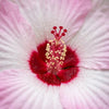 Swamp Rose Mallow Hibiscus Seeds, Summer Blooms, Exotic Blooms