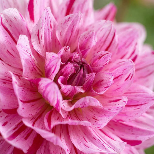 3 Way of Life Dahlia, Wedding flowers, Bouquet flowers, cut flowers, collector dahlia